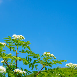 ブログ：サムネイル画像