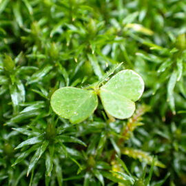 ブログ：サムネイル画像